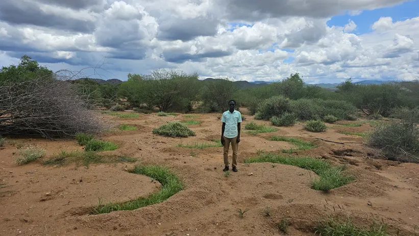 Halfmoon microcatchments established in one of the Livestock Cafés in Lokiriama, Turkana County, Kenya. Photo credit: Aida Bargués-Tobella