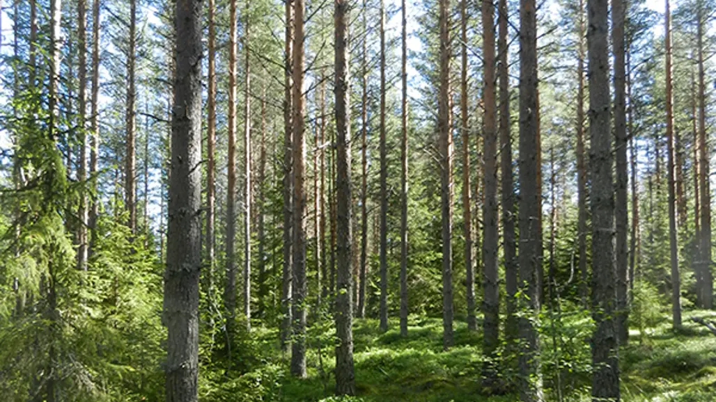 Pine forest in Norrliden.