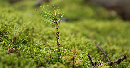 Scots pine seedling established in feather mosses. Photo Mats Hannerz.