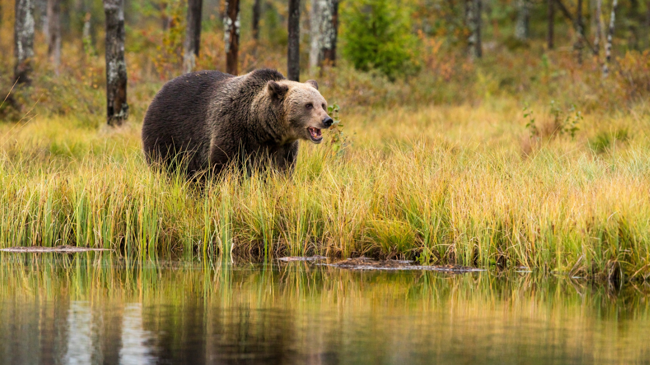 En brunbjörn rör sig genom ett fält med gräs nära vatten. 