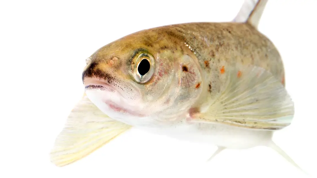 young salmon