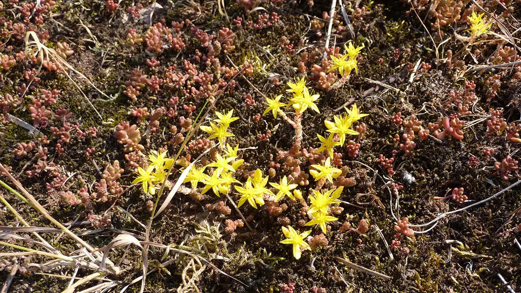 Gula blommor