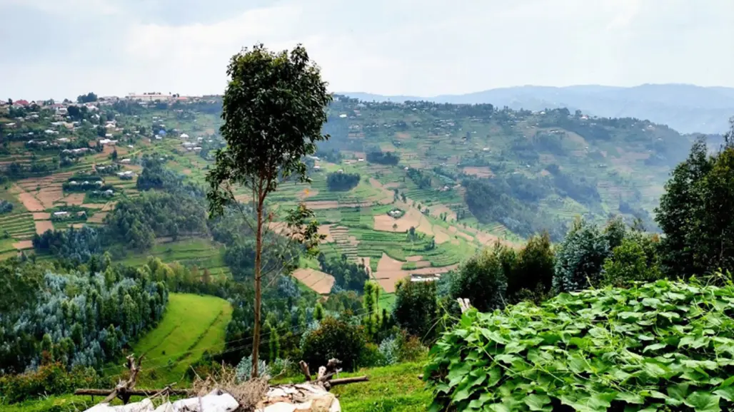 Landskapsbild norra provinsen av Rwanda.
