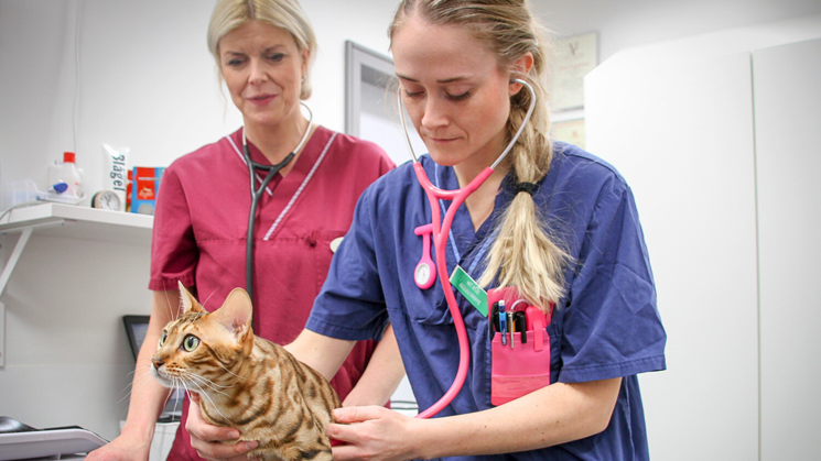 Kvinna iklädd blå sjukvårdskläder lyssnar i ett rosa stetoskop. Framför henne står en brunfärgad katt som kvinnan har stetoskopet mot. Ytterligare en blond kvinna står bakom kvinnan och katten, iklädd vinröda sjukvårdskläder. 