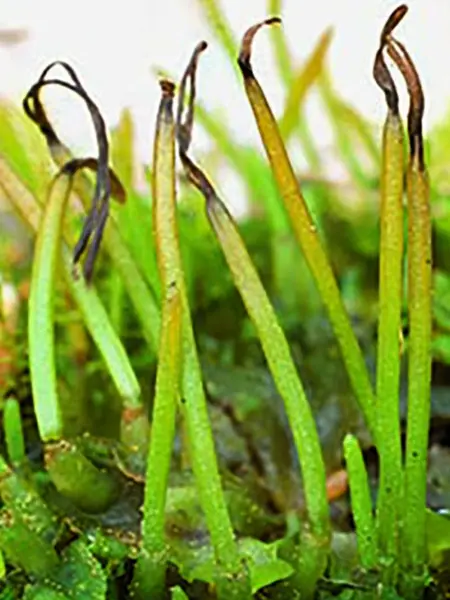 Strån med bruna toppar. Foto