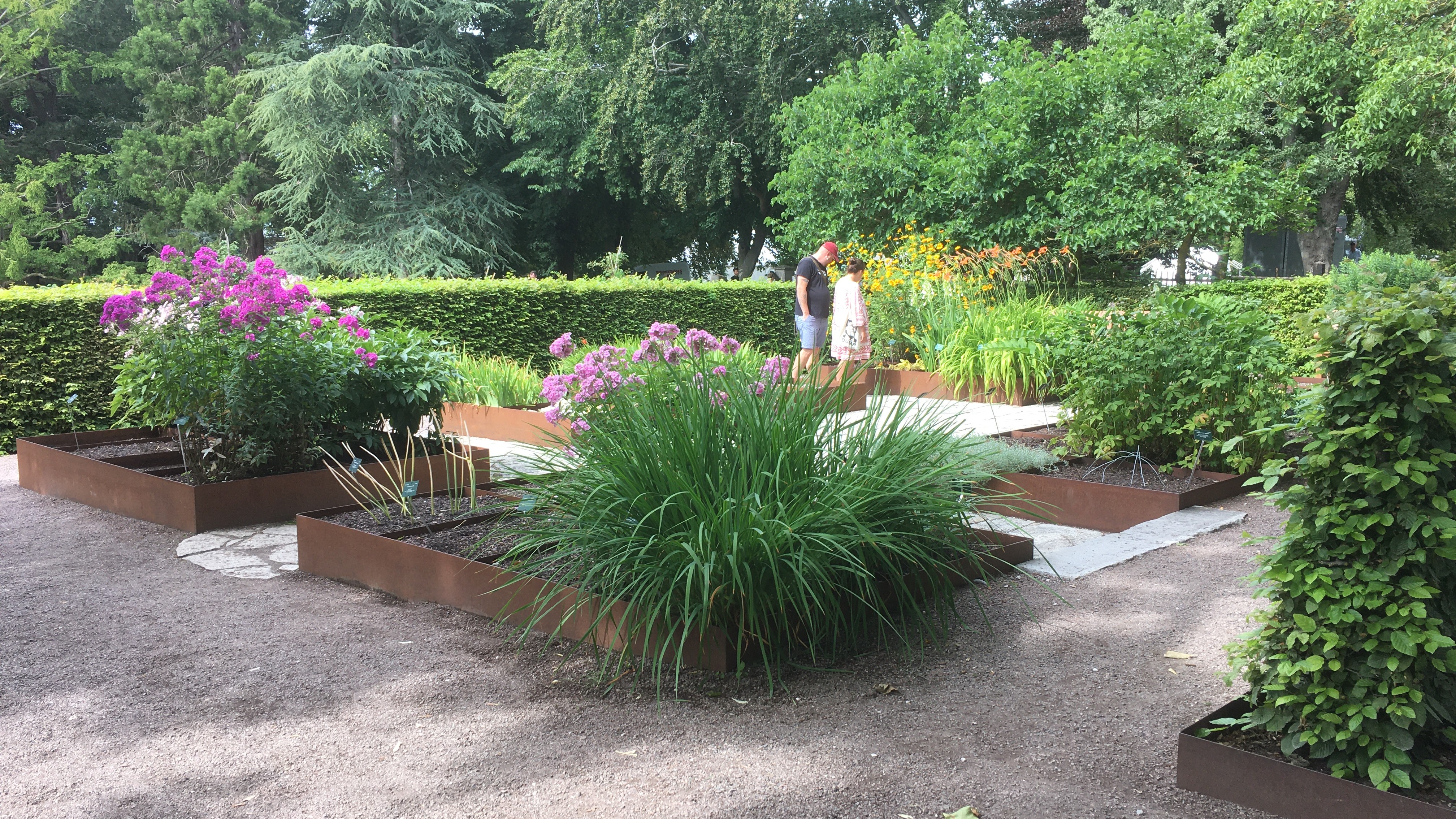 Två personer går runt i det lokala klonarkivet i DBWs Botaniska trädgård. Klonarkivet är omgivet av en bokhäck och inne i klonarkivet står växterna planterade i lådor av cortenstål. 