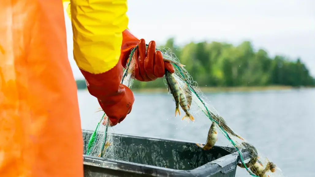 En person i orange regnklädsel och röda handskar lyfter upp ett fisknät fyllt med abborrar och andra fiskar ur vattnet. En svart plastback står på båten för att samla fångsten. I bakgrunden syns en stenig kustlinje med träd och buskar.