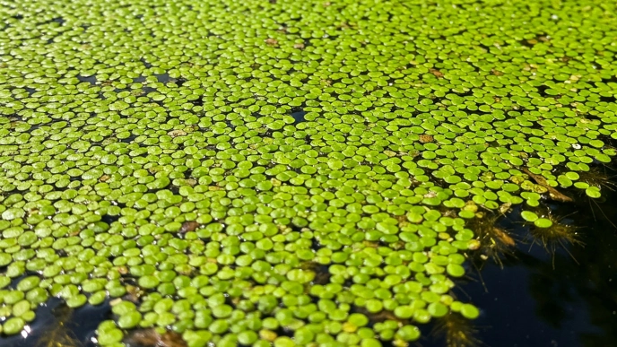 Duck weed (AI generated picture)