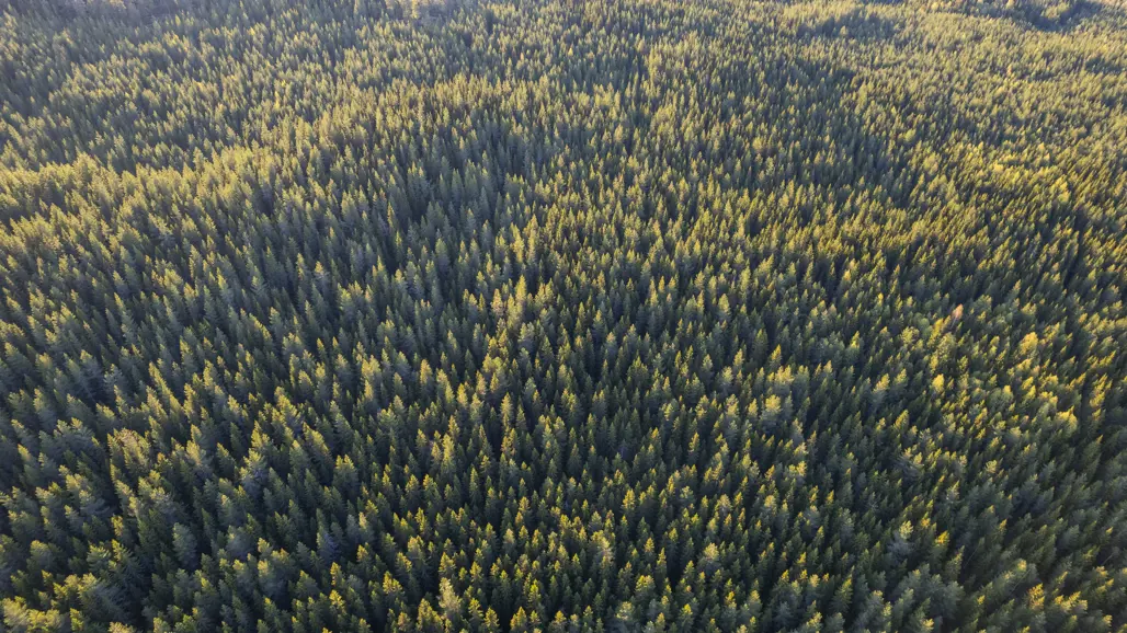 Drone view of coniferous forest.