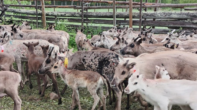 Foto av renar i hägn utomhus.