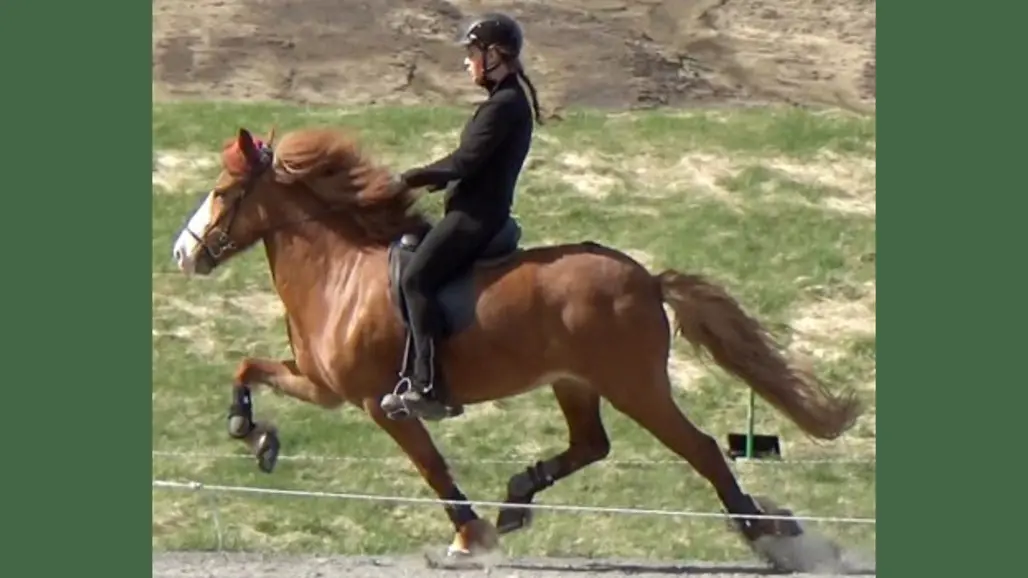Foto av en islandshäst med ryttare som rider i flygande pass på rundbana.