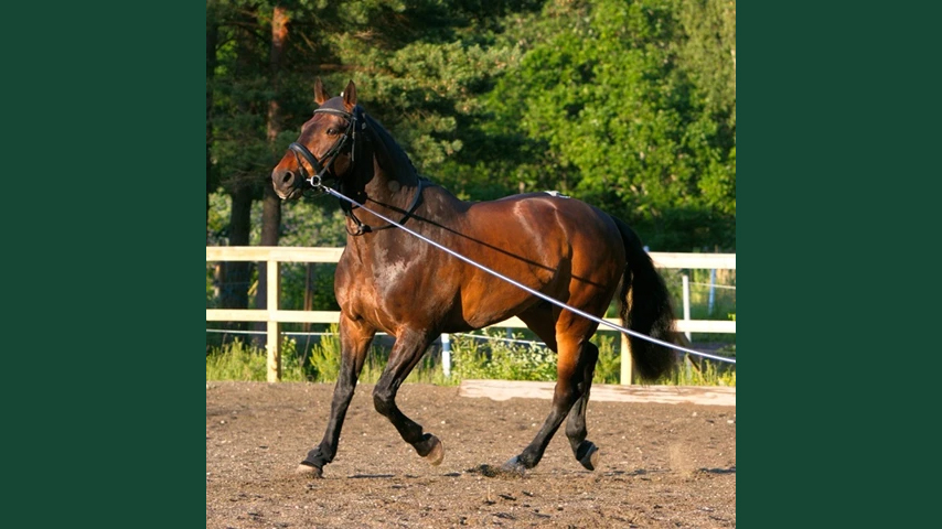 Foto av en brun häst som travar med longeringslina utomhus på en ridbana.