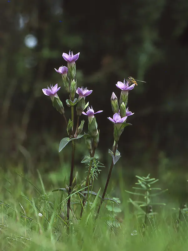 Högväxta lila blommor med insekt. Foto