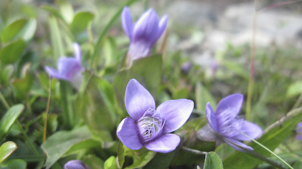 En låg växt med violetta blommor växer nära marken bland gröna blad. Blommorna har flera ovala kronblad och ljusa trådlika strukturer i mitten. Runtom växer tätt med små blad och stjälkar, och bakgrunden är svagt suddig. Foto