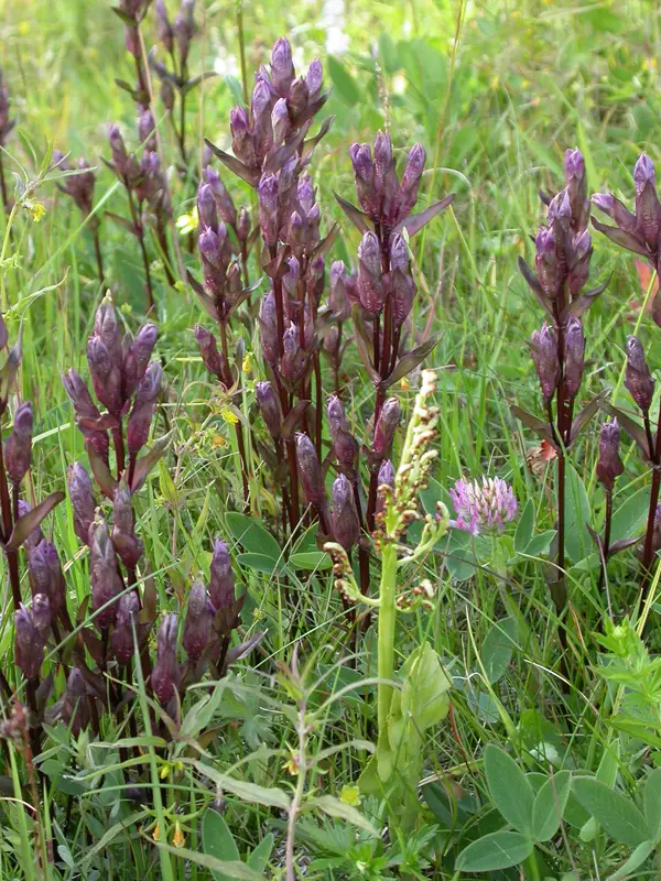 Lila blommor i gräs. Foto