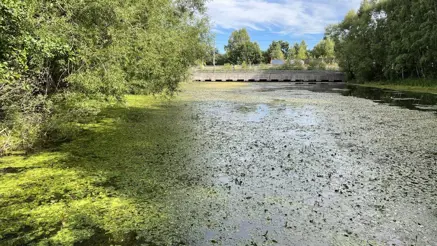 Pond surrounded by greenery. Photo.