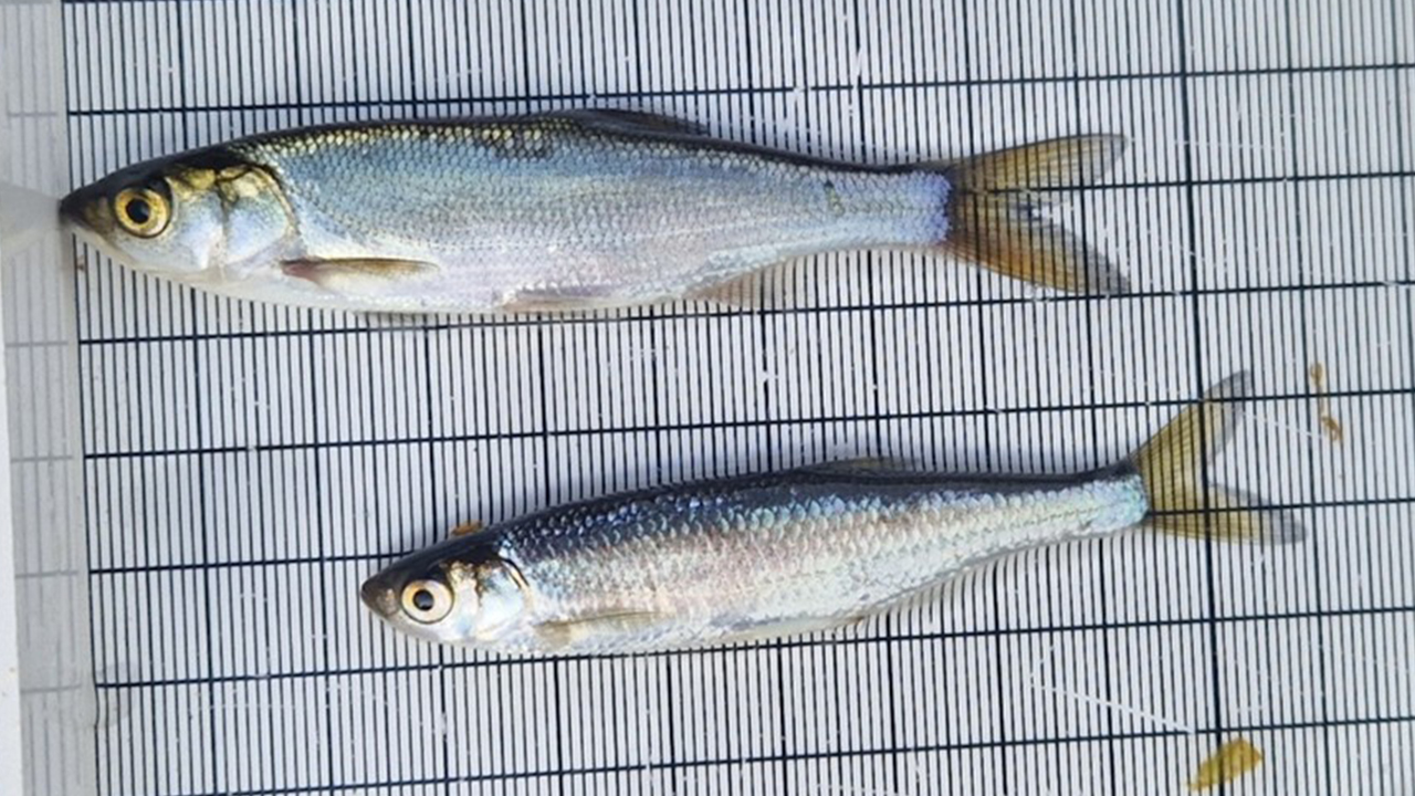 Två aspar (fiskar) ligger på en mätbräda som visar hur långa fiskarna är