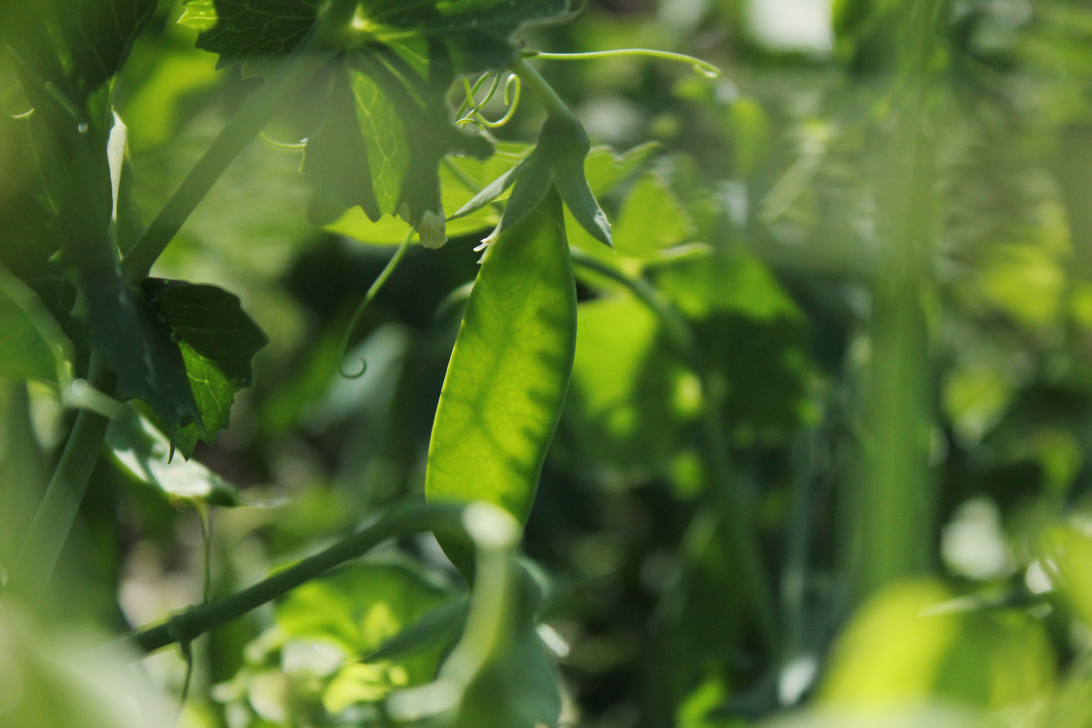 Pea pods under development.