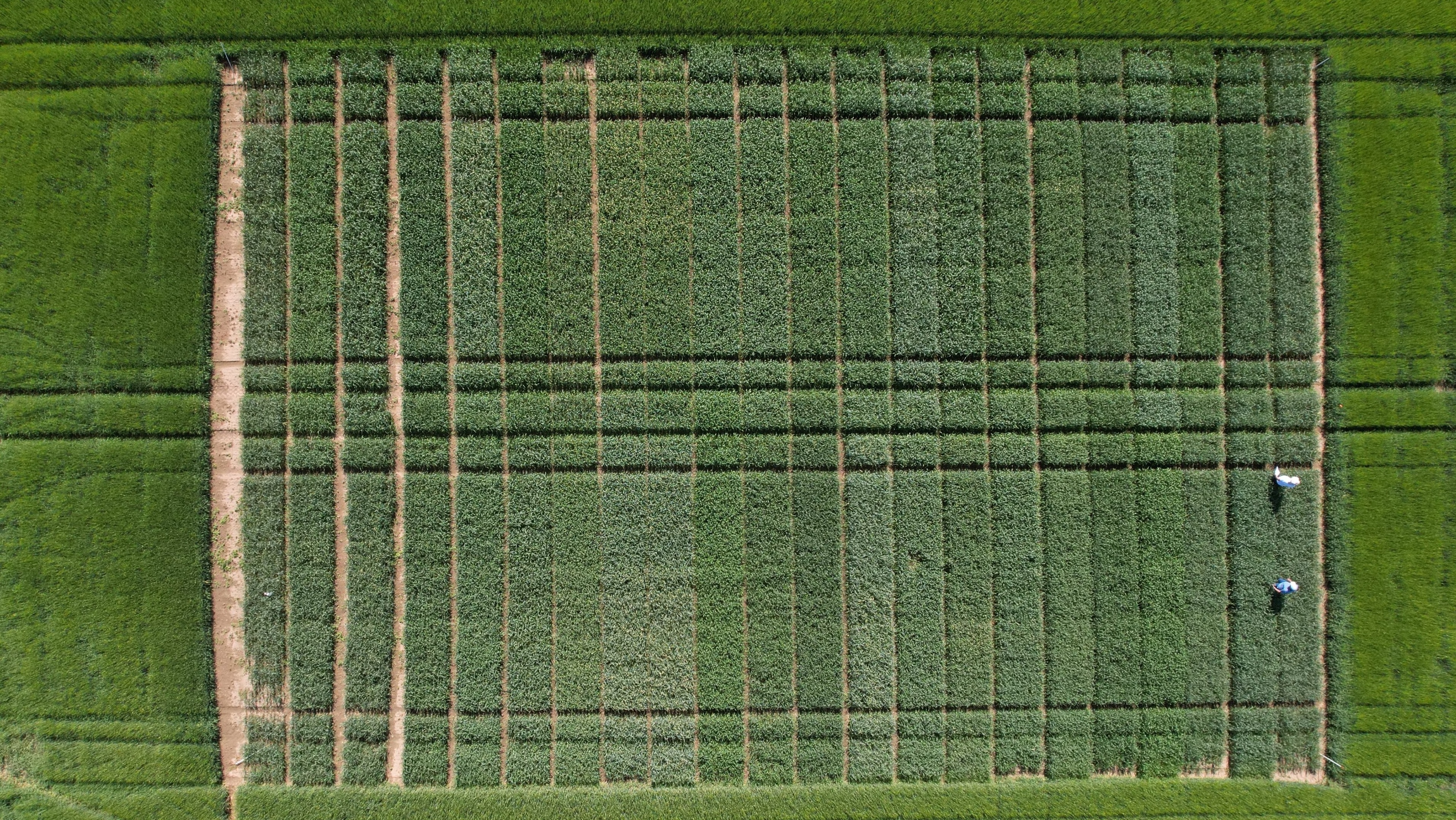 Fältstudie för olika sorters vete