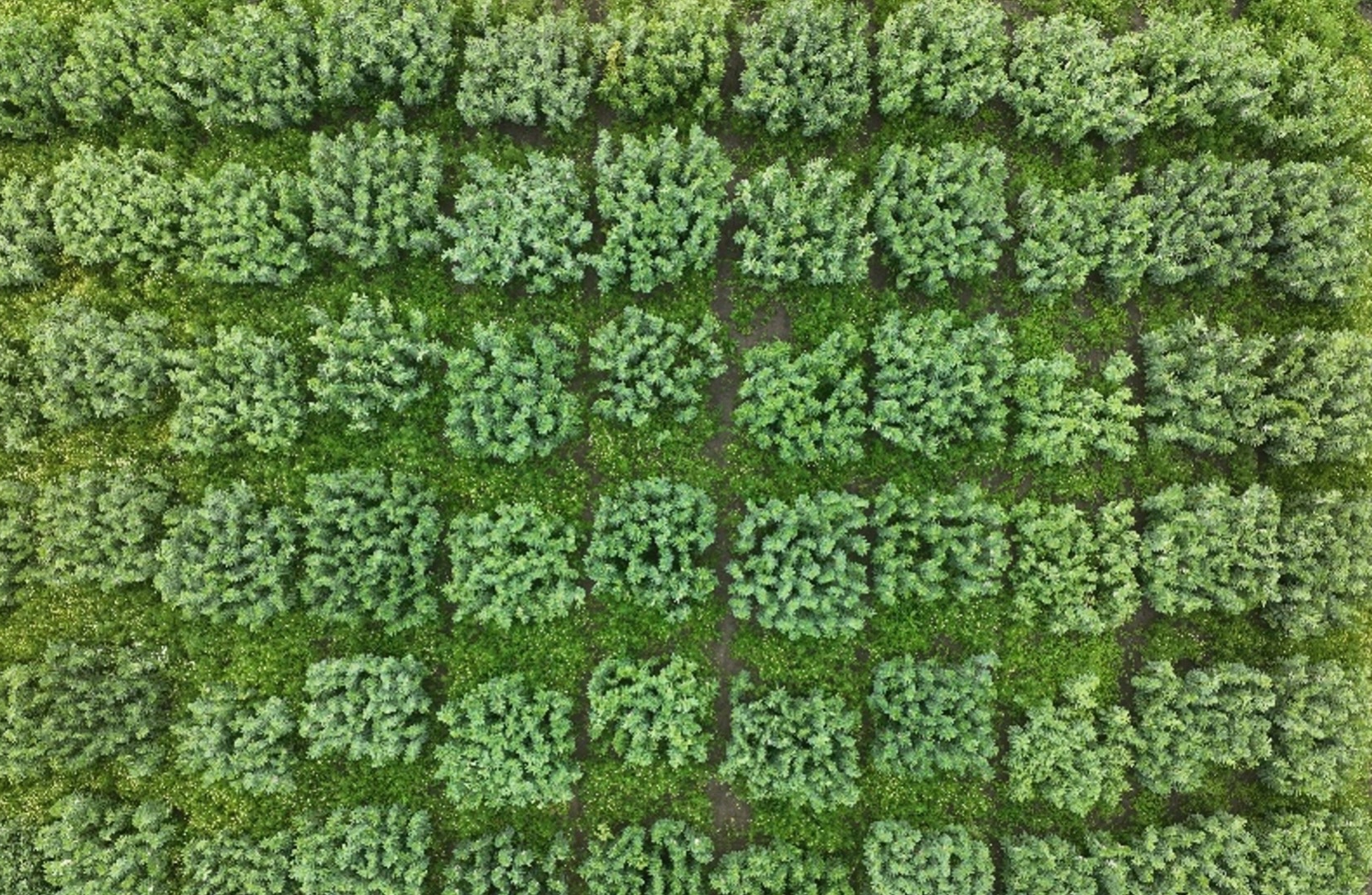 Drone image of faba beans in field.