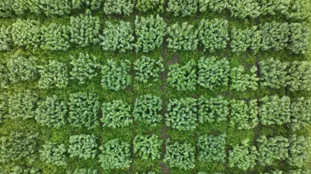 Drone image of faba beans in field.