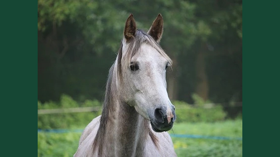 Foto av en grå, skimmelfärgad häst, utomhus i hage mot mörkgrön bakgrund.
