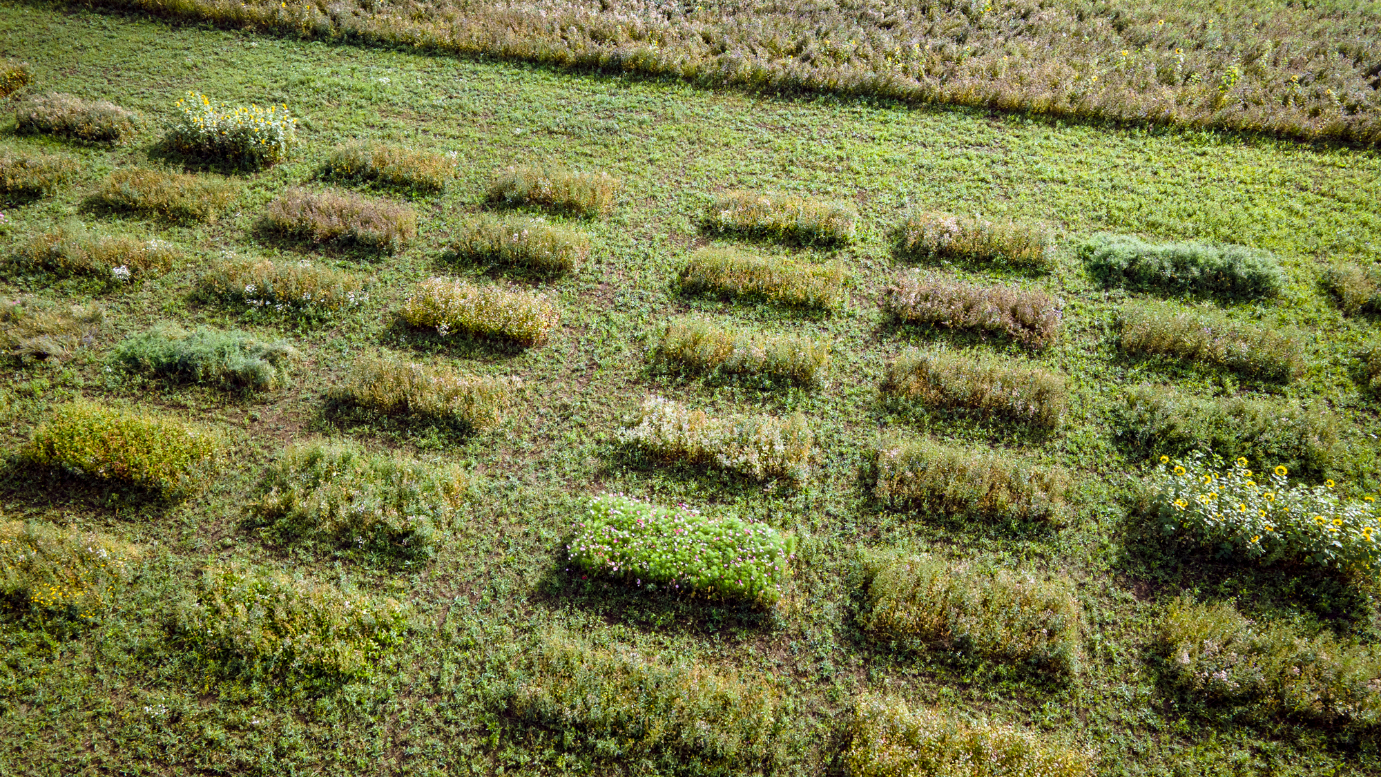 A drone photo of plants grown in rectangles.