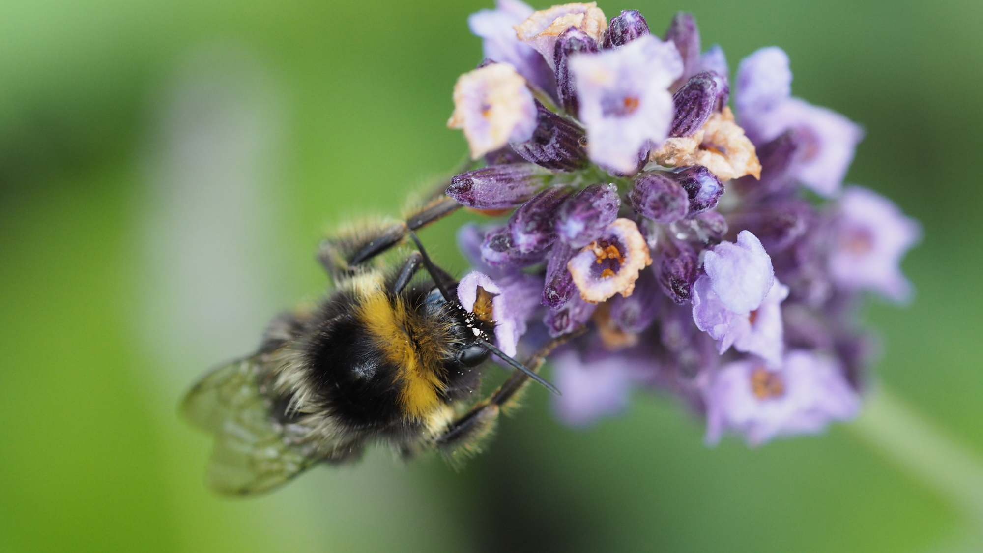 A bumblebee on a flower. Photo.