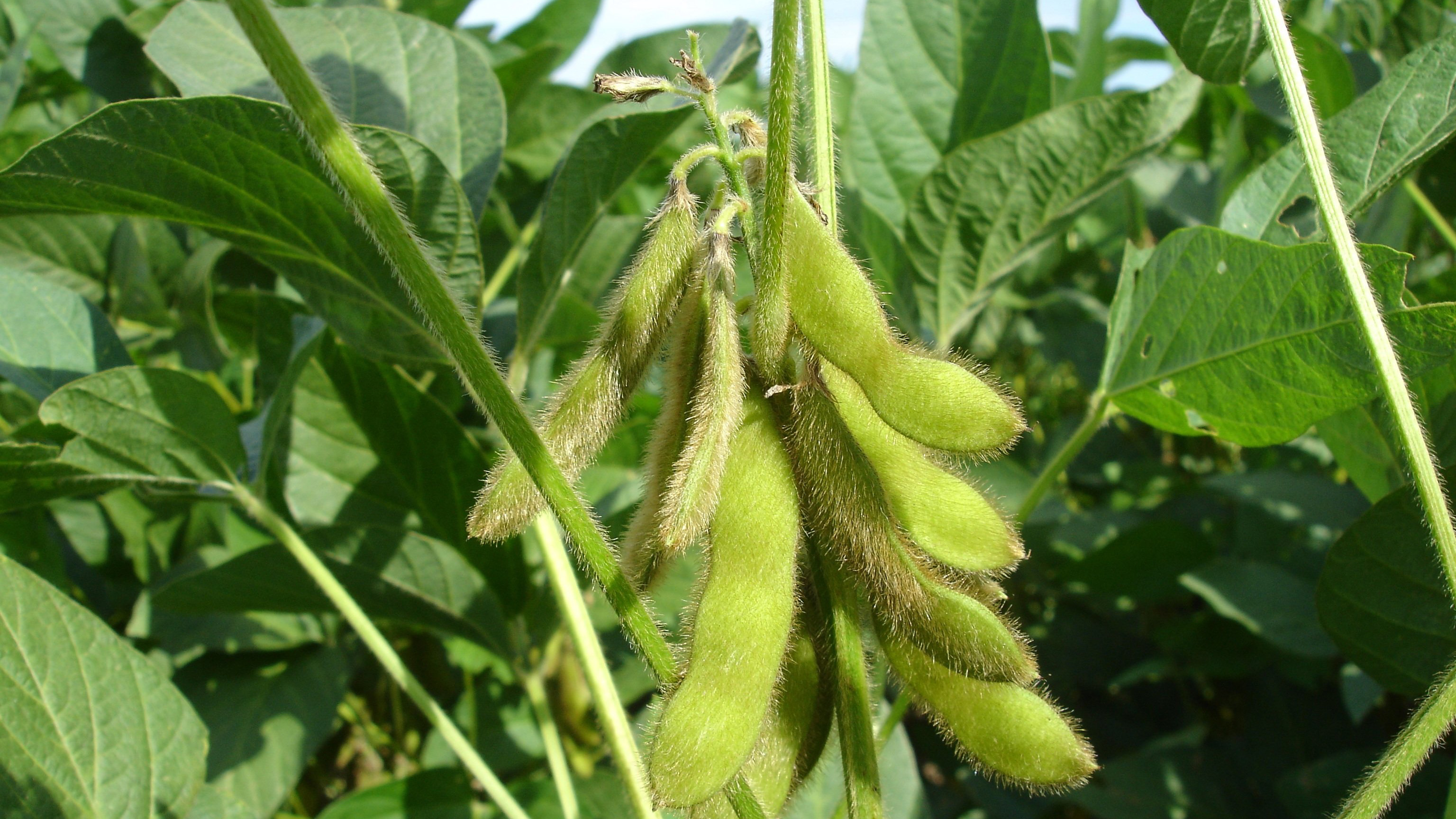 Närbild på sojabönor som växer på ett fält.
