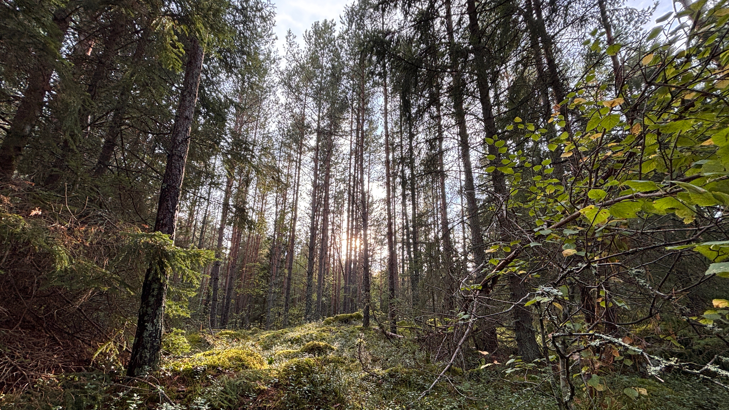 Skog med höga träd och solljus mellan stammarna.
