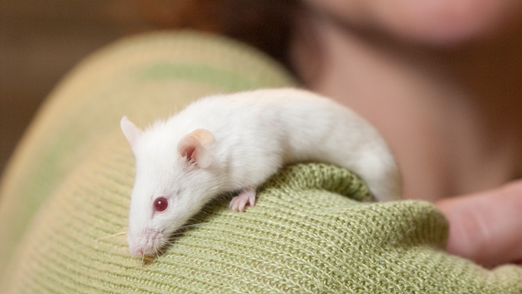 White mouse.