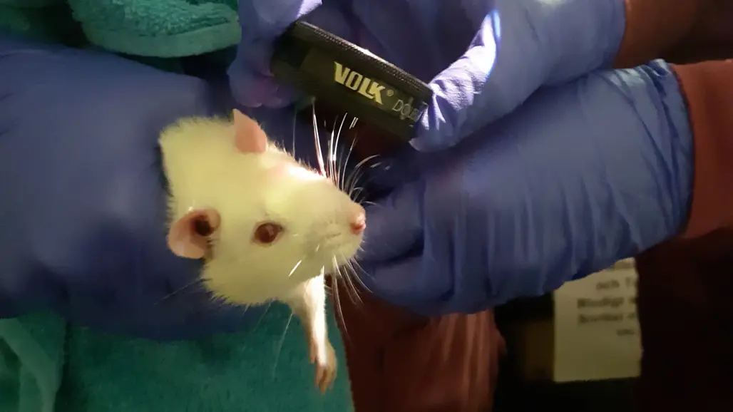 Examination of a white rat