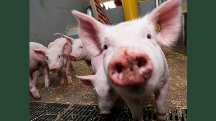 Photo of several pigs together indoors, sniffing the camera.