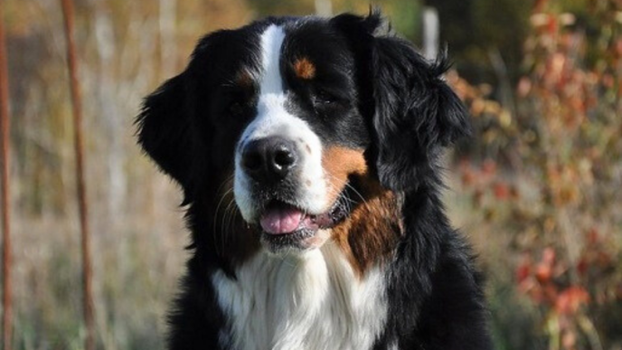 Närbild på en hund i färgerna svart, vit och brun.