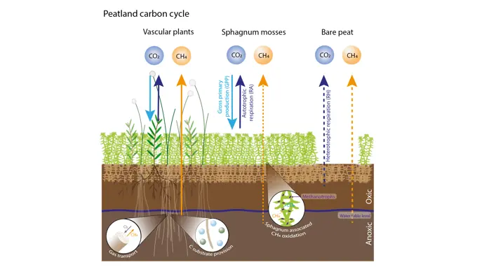 Conceptual figure of the peatland carbon cycle illustrating vegetation controls on CO2 and CH4 flux components. Antonia Hartmann, SLU.