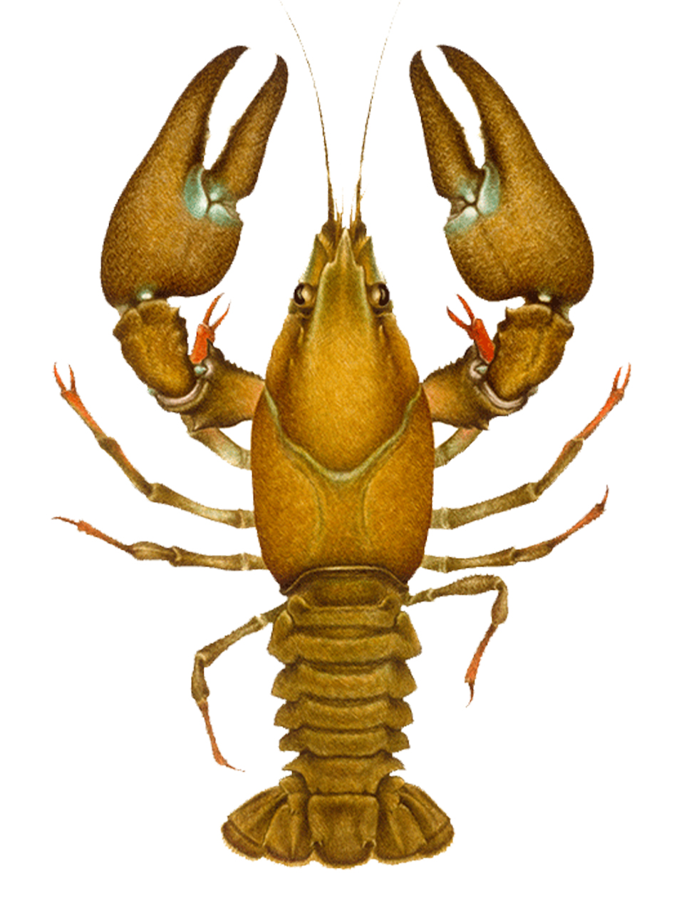 Crayfish | slu.se