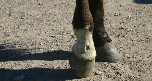 Foto av en hästs kotor där skrapsår syns på grund av sjukdomen Polyneuropati.