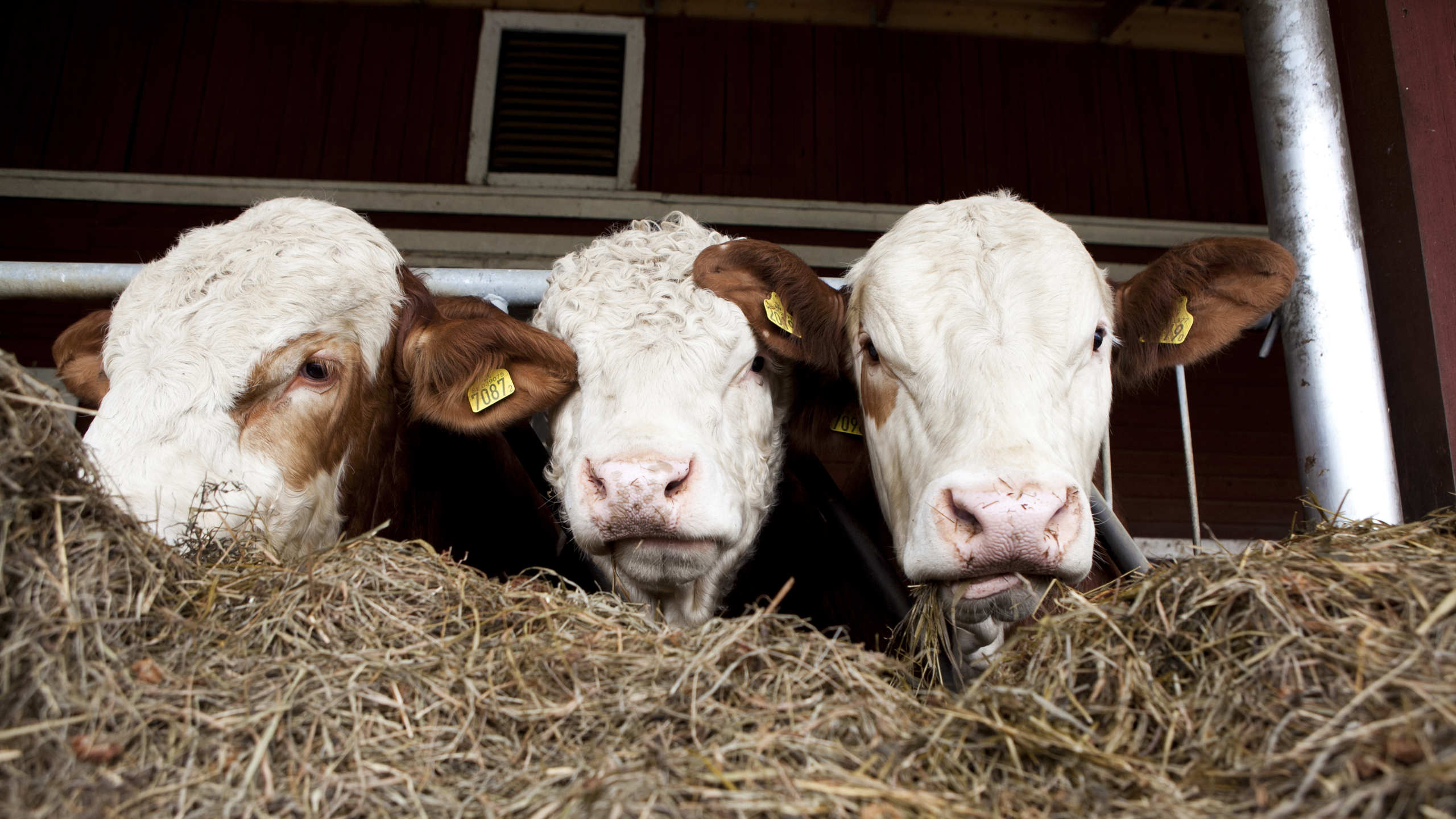 Tre kor i ett stall