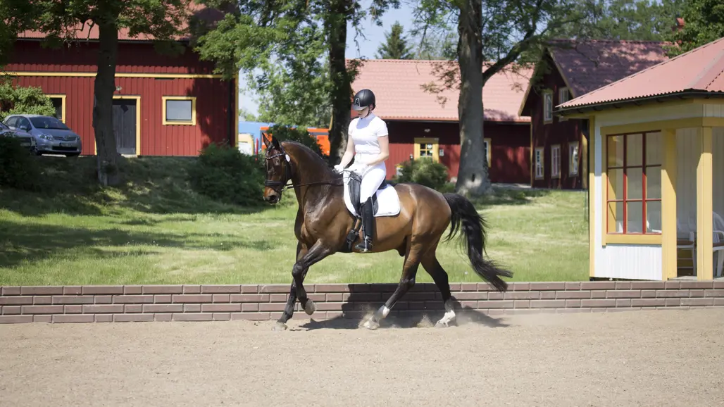 Photo of horse and rider on dressage course during competition.