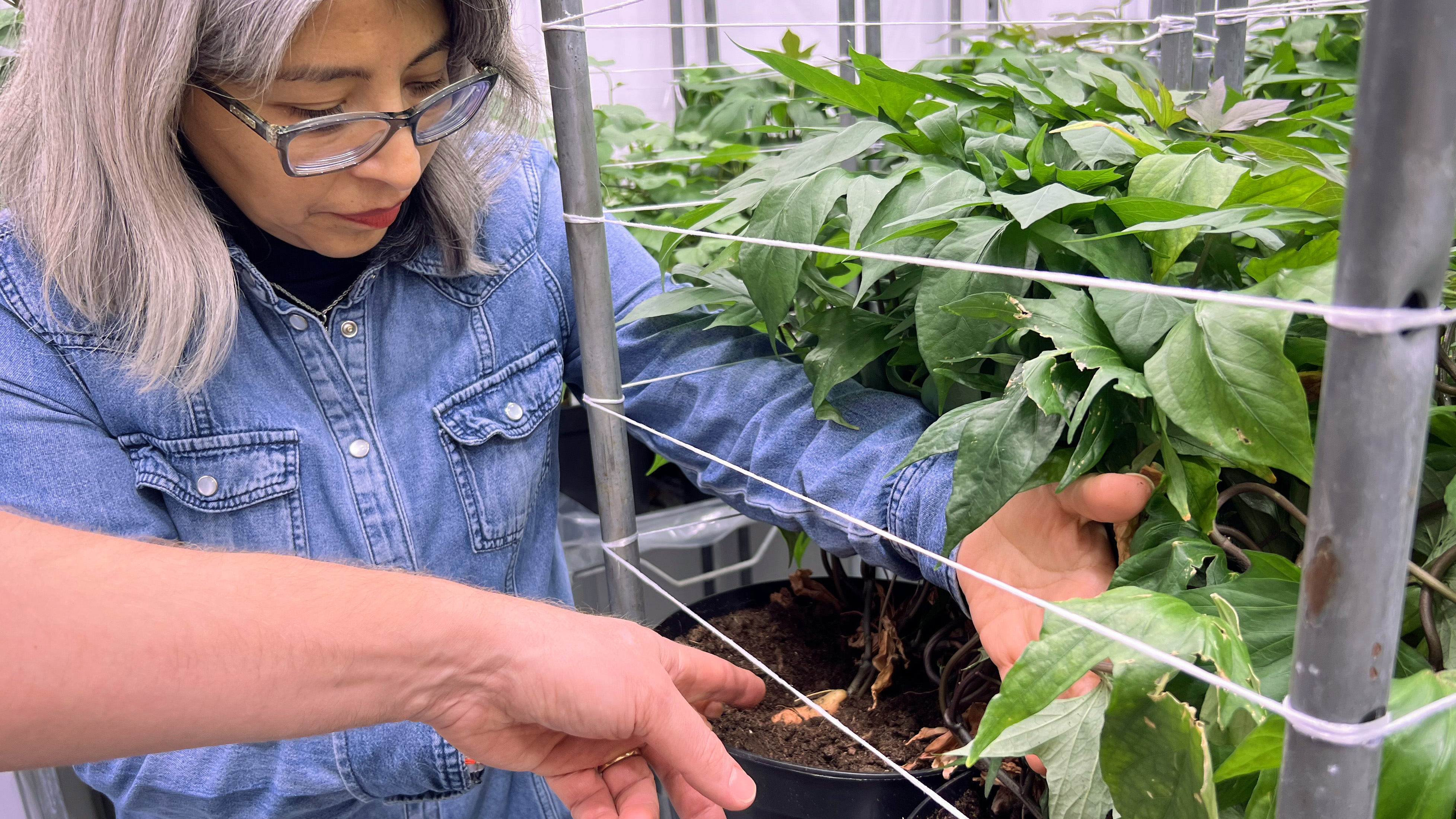 Två forskare visar sötpotatis som växer i en klimatkammare
