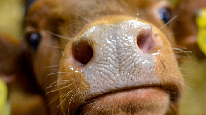 Calf mule close up