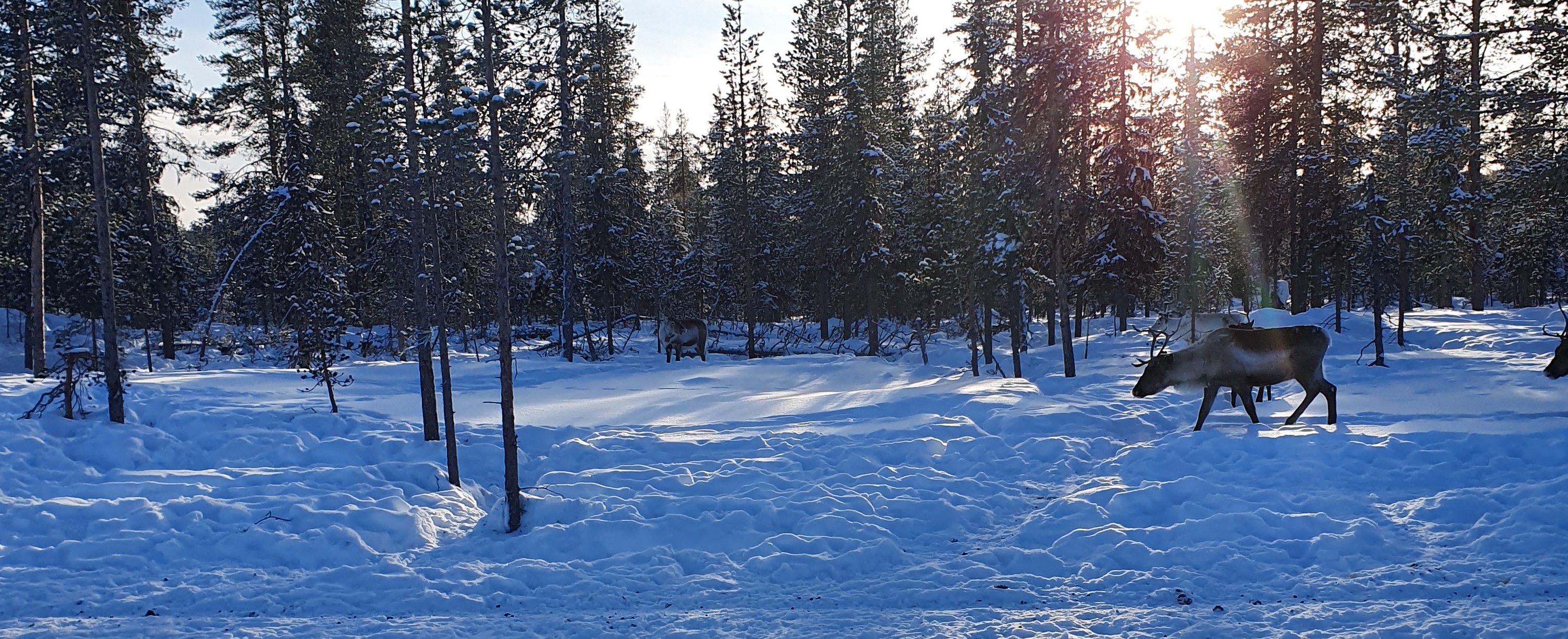 A lone reindeer on snow with some trees in the background.