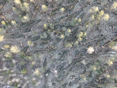 Stormfälld skog, ovanifrån. Foto. 