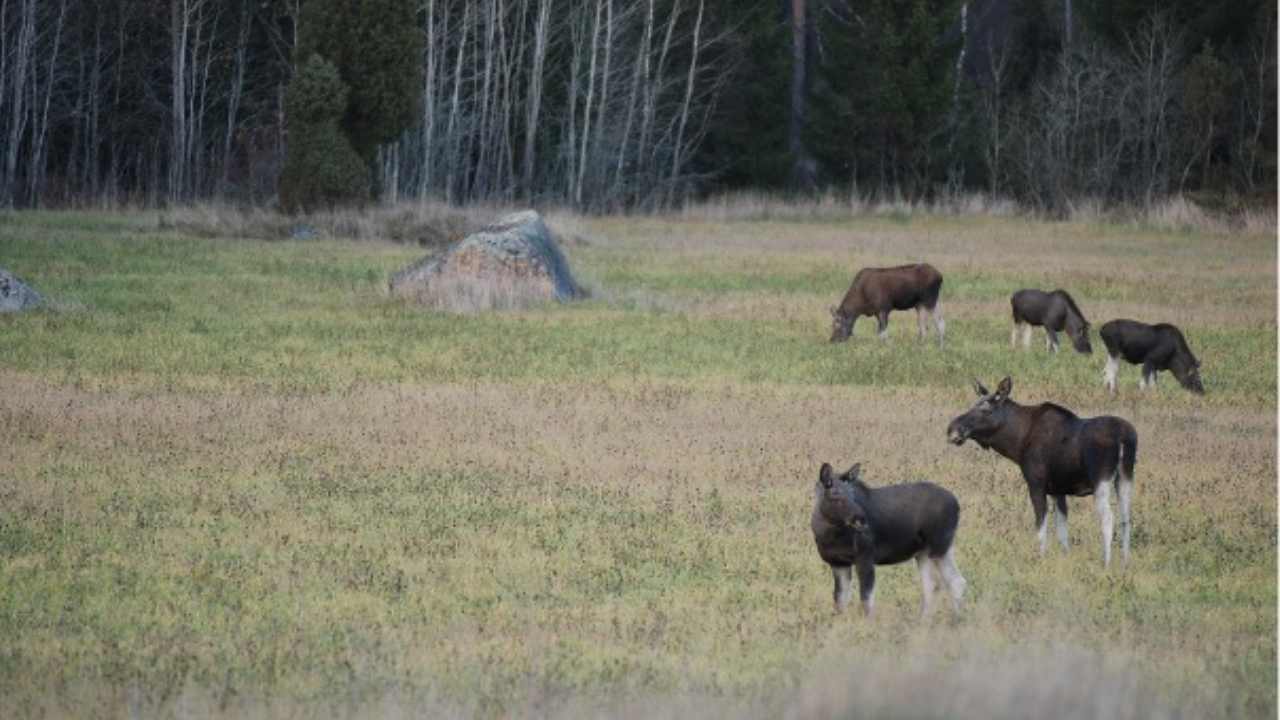 Five moose grazing in an open field in front of a forest edge.