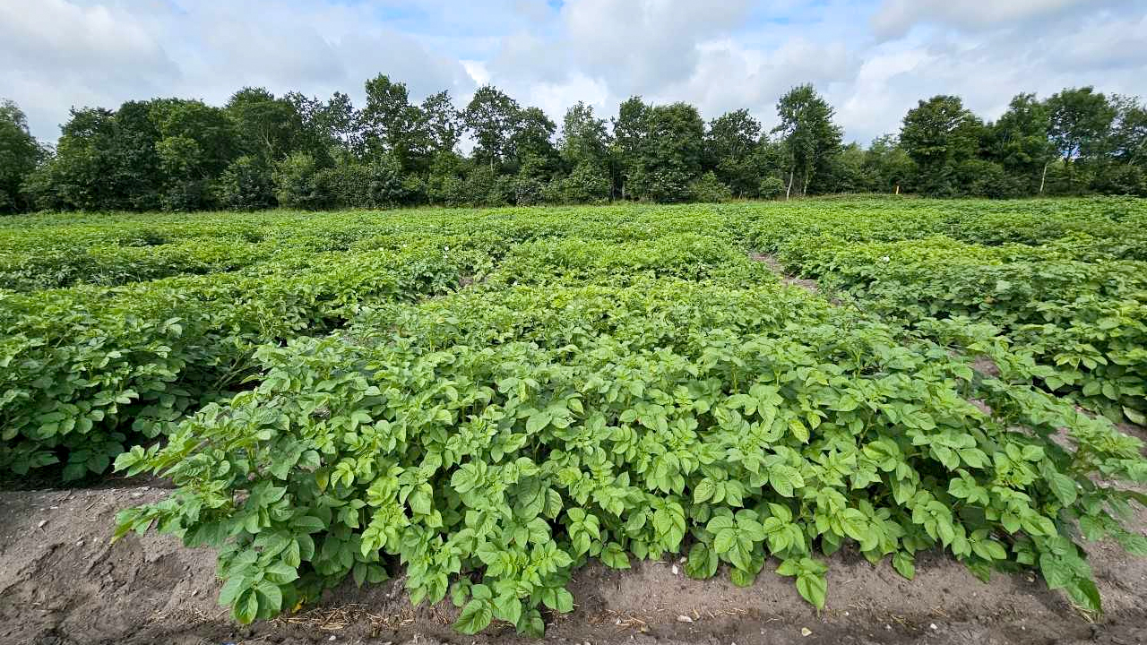 A potato field under a blue sky. Photo.