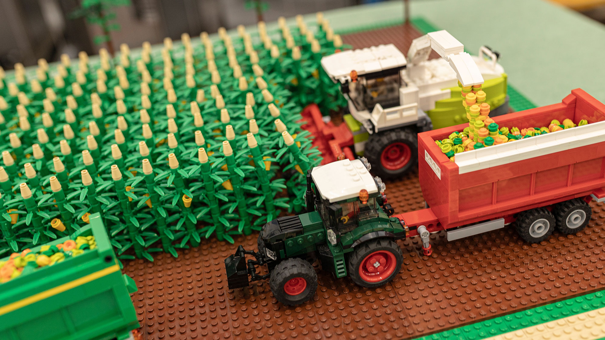 Ett miniatyrmajsfält skördas av legotraktorer och släpvagnar. Foto: Filippo Carlott / Shutterstock.com