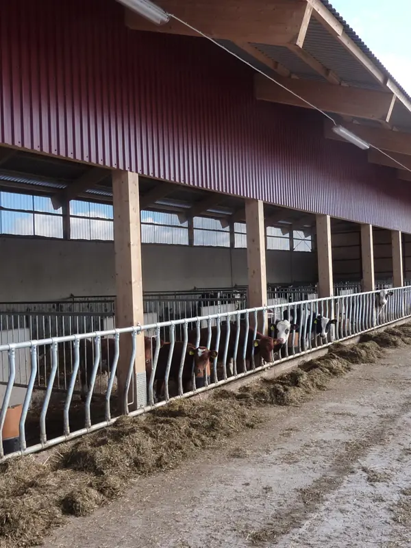 Cowshed plan is shown in the picture