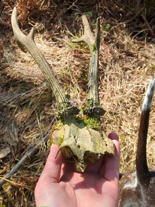 En hand håller upp ett blekt rådjurshornsfäste med två korta horn, delvis täckt av grön mossa, mot en bakgrund av torrt gräs och skogsmark i solljus. Foto.