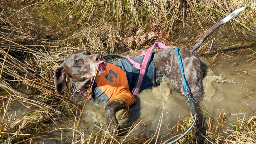 En hund iförd orange skyddsväst och sele ligger delvis i lerigt vatten bland torrt gräs och vass, med koppel fäst och vatten stänkande runt kroppen. Foto.