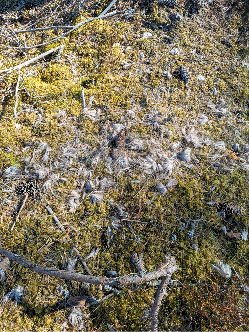 Skogsmatta täckt av grön mossa med spridda grå fjädrar, kottar och torra kvistar, belyst av solljus, som på en skogsmark. Foto.